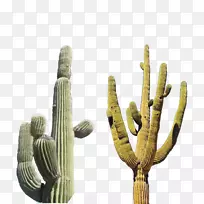 �����ƿƳ�������Ů��-������