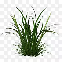 草本植物种子香茅干草-空若网 草本植物种子香茅干草-空若网