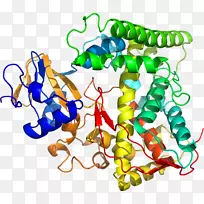 人体首饰有机体线剪贴画线-空若网 人体首饰有机体线剪贴画线-空若网