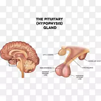 垂体前叶内分泌系统-脑-空若网 垂体前叶内分泌系统-脑-空若网