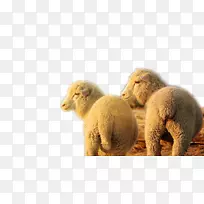 羊鼻子野生动物.双头凝视绵羊-空若网 羊鼻子野生动物.双头凝视绵羊-空若网