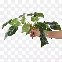 叶花盆树-叶-空若网 叶花盆树-叶-空若网