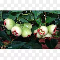 צÍÛÆ»¹ûõ¹å-Æ»¹ûÌ©¹ú²ËÂíÀ´Æ»¹ûË®¹û-Æ»¹û-¿ÕÈôÍø צÍÛÆ»¹ûõ¹å-Æ»¹ûÌ©¹ú²ËÂíÀ´Æ»¹ûË®¹û-Æ»¹û-¿ÕÈôÍø