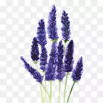 薰衣草画水彩画植物剪贴画.薰衣草水彩-空若网 薰衣草画水彩画植物剪贴画.薰衣草水彩-空若网