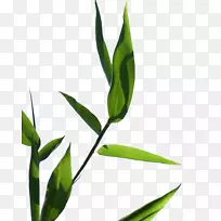 Ҷ��ֲ�ﾥ�в�ҩ��֦Ҷ-������