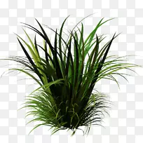 Ìð²Ý±¾Ö²Îï²ÝƺÏã¸ù²Ý-¿ÕÈôÍø Ìð²Ý±¾Ö²Îï²ÝƺÏã¸ù²Ý-¿ÕÈôÍø