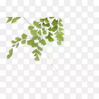 Ë®²Ê»²åͼ-Ò¶×Ó-¿ÕÈôÍø Ë®²Ê»²åͼ-Ò¶×Ó-¿ÕÈôÍø