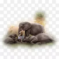 印度象非洲象中心博客féErie-人-空若网 印度象非洲象中心博客féErie-人-空若网