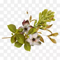 �����ֽ��Ƭ-������