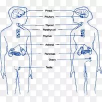 内分泌腺指智人内分泌系统-血液-空若网 内分泌腺指智人内分泌系统-血液-空若网