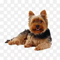 约克郡小猎犬-空若网 约克郡小猎犬-空若网