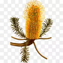 �Ĵ����ǰ�Ҷ��ֲ��ѧͼ��-�Ĵ�����-������