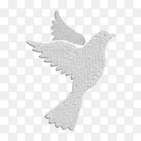 猛禽羽毛颈鸟-空若网 猛禽羽毛颈鸟-空若网