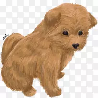 诺维奇犬,约克郡猎犬,格伦诺福克猎犬,澳大利亚猎犬-小狗-空若网 诺维奇犬,约克郡猎犬,格伦诺福克猎犬,澳大利亚猎犬-小狗-空若网