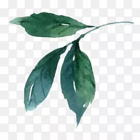 水彩画叶-水彩画叶-空若网 水彩画叶-水彩画叶-空若网