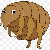 犬科昆虫蚤-空若网 犬科昆虫蚤-空若网