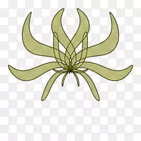 ��������ֲ�ﾥҶ������-��-������