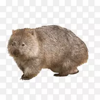 袋熊、塔斯马尼亚魔鬼洞、鸭嘴兽-澳大利亚-空若网 袋熊、塔斯马尼亚魔鬼洞、鸭嘴兽-澳大利亚-空若网