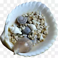贻贝贝壳夹艺术贝壳小贝壳-空若网 贻贝贝壳夹艺术贝壳小贝壳-空若网
