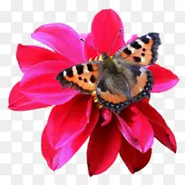 帝王蝶,刷足蝴蝶,昆虫蝴蝶-空若网 帝王蝶,刷足蝴蝶,昆虫蝴蝶-空若网