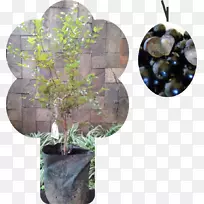 葡萄金龟子树-空若网 葡萄金龟子树-空若网