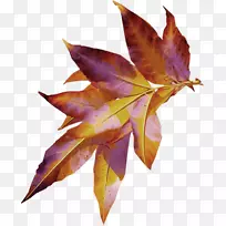 Ҷ����Liana������-Ҷ-������