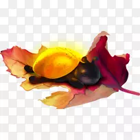 静物摄影桌面壁纸开花植物-电脑-空若网 静物摄影桌面壁纸开花植物-电脑-空若网