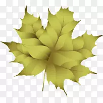 ��Ҷ���-������