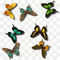 蝴蝶昆虫梦中情人翼蝶-空若网 蝴蝶昆虫梦中情人翼蝶-空若网