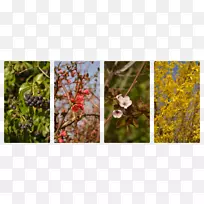 开花植物分枝-空若网 开花植物分枝-空若网