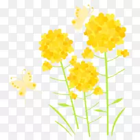 油菜插画弹簧材料-空若网 油菜插画弹簧材料-空若网