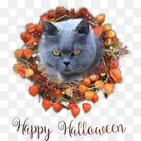 胡须小猫圣诞装饰品鼻子-小猫-空若网 胡须小猫圣诞装饰品鼻子-小猫-空若网