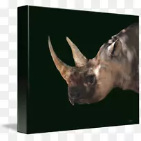 野生动物艺术鼻子版画制作杰弗里·霍恩-滴滴和朋友-空若网 野生动物艺术鼻子版画制作杰弗里·霍恩-滴滴和朋友-空若网