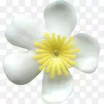 ����ֲ��-ֲ��-������