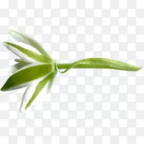 Ҷֲ�ﾥѿ��-Ҷ-������