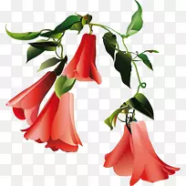 智利Lapageria花卉设计切花植物-空若网 智利Lapageria花卉设计切花植物-空若网