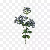 切花,纱线,植物茎,花束-婴儿呼吸-空若网 切花,纱线,植物茎,花束-婴儿呼吸-空若网