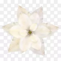 �л����꿪��ֲ��-ʥ��������-������