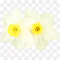 水仙花150年代中心博客0-父亲节-空若网 水仙花150年代中心博客0-父亲节-空若网