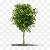 无花果树,葡萄树,常绿树-空若网 无花果树,葡萄树,常绿树-空若网