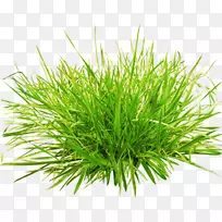 ��Ƭ����-�̲�ֲ��-������