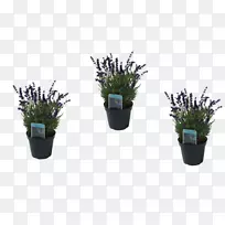 英国薰衣草塑料花盆人造花-空若网 英国薰衣草塑料花盆人造花-空若网