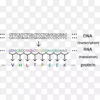 氨基酸遗传密码dna核酸-dna遗传-空若网 氨基酸遗传密码dna核酸-dna遗传-空若网