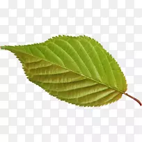 Ҷ�̼�����-������