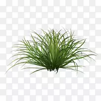 ���Ͳݹ�ľ��ƺ��������-������