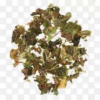 乔木叶蔬菜草本植物-空若网 乔木叶蔬菜草本植物-空若网