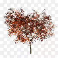 树枝树木本植物-空若网 树枝树木本植物-空若网
