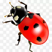 七星瓢虫昆虫剪贴画.瓢虫-空若网 七星瓢虫昆虫剪贴画.瓢虫-空若网