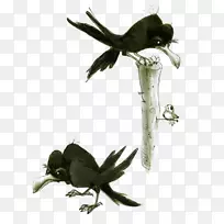 乌鸦绘图模型表-乌鸦-空若网 乌鸦绘图模型表-乌鸦-空若网