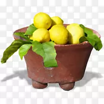 柠檬天然食品花盆超级食物柠檬-空若网 柠檬天然食品花盆超级食物柠檬-空若网